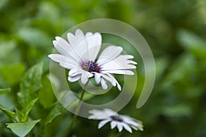 Selective focus view on the white Marguerite flower.
