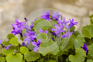 Selective focus on a violet campanula medium flower