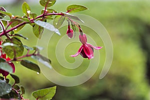 Selective focus was used on this rain covered fuchsia bloom