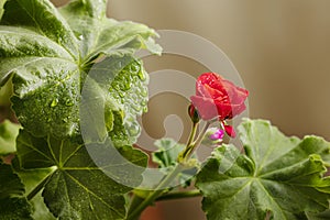 Selective focus on water droplets on green leaves of geranium Pelargonium and blooming red bud.