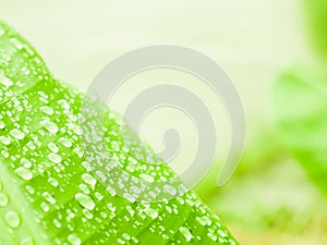 Selective focus water drops on banana green leaf, Background concept