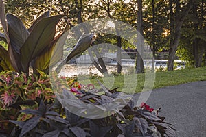 Selective Focus of a Waterfall at Bellamy Harbor Park with Flowers Foreground Interest