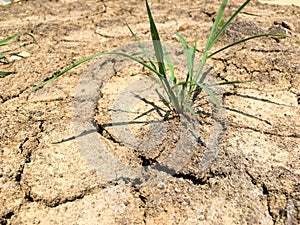 Selective focus on weed grows on weathered texture and background of arid cracked ground. Broken dried mud from arid problem.