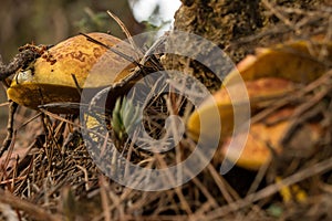 Selective focus of weeping bolete (Suillus granulatus) pored mushrooms in a forest