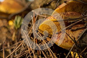 Selective focus of weeping bolete (Suillus granulatus) pored mushrooms in a forest