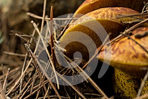 Selective focus of weeping bolete & x28;Suillus granulatus& x29; pored mushrooms in a forest