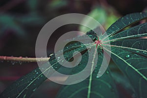 Selective focus of wet Cassava leaves, abstract beautiful dark tone natural background