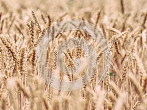 Selective focus on wheat, wheat field, golden grain of wheat
