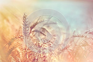 Selective focus on wheat, wheat field, golden grain of wheat lit by sunlight - beautiful crop field
