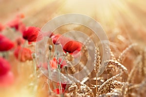 Selective focus on wheat, wheat field and red poppy flowers lit by sun rays