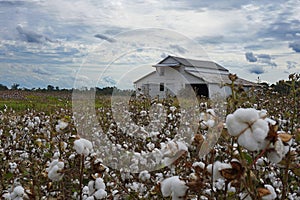 Selective focus on a white barn in a cotton field