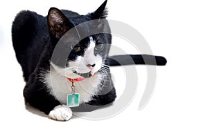 In selective focus a white black cat sitting on the floor, white isolated background with copy y