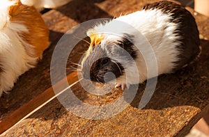 Selective focus on white, black, orange brown guinea pig drying wet fur under sunlight.