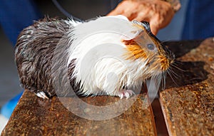 Selective focus on white, black, orange brown guinea pig drying wet fur under sunlight. The domestic guinea pig