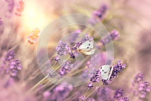 Selective focus on white butterfly on lavender flower