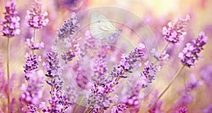 Selective focus on white butterfly on lavender closeup