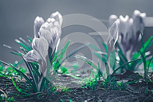 Selective focus of White Crocus flowers with gray background