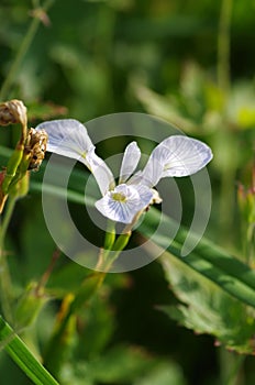 Selective focus of a white Iris lactea flower