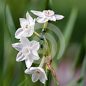 Selective focus of white jonquil flowers