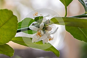 Selective focus white lime flower and green leaf.