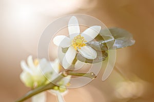 Selective focus white lime flower and green leaf.