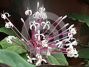 Clerodendrum quadriloculare flower, a white flower in tropical zone. Costa Rica photo