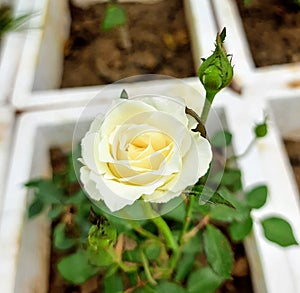 Selective focus white rose with buds