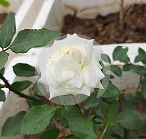 Selective focus white rose with leaves