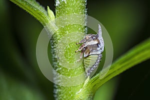 Widefooted Treehopper nymph, Enchenopa Latipes, on a flower stem