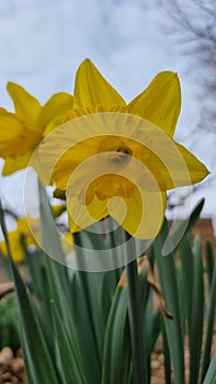 Selective focus of a wild daffodil (Narciso amarillo) in a green field photo