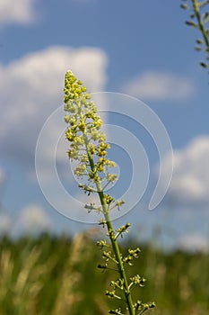 Selective focus of wild grass flower in meadow in spring, Reseda lutea or the yellow mignonette or wild mignonette is a