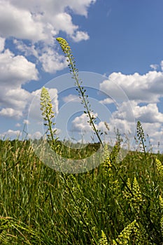 Selective focus of wild grass flower in meadow in spring, Reseda lutea or the yellow mignonette or wild mignonette is a