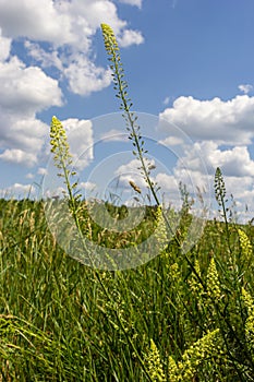 Selective focus of wild grass flower in meadow in spring, Reseda lutea or the yellow mignonette or wild mignonette is a