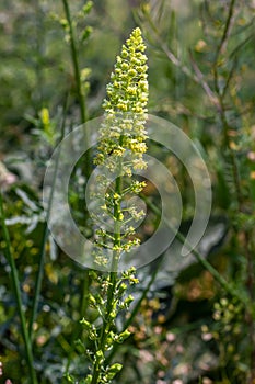 Selective focus of wild grass flower in meadow in spring, Reseda lutea or the yellow mignonette or wild mignonette is a species of