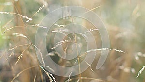 Selective focus of wild grass flower on the summer field, Deschampsia cespitosa