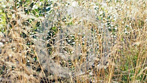 Selective focus of wild grass flower on the summer field, Deschampsia cespitosa