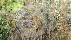 Selective focus of wild grass flower on the summer field, Deschampsia cespitosa