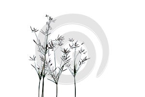 In Selective focus wild grass plant with blossom flower on white isolated background for green foliage backdrop