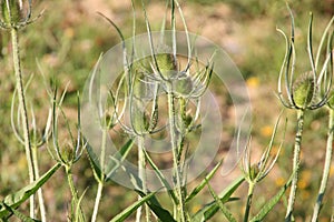 Selective focus of wild thorny plants