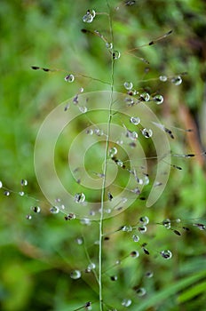 Selective focus of wildflowers or love grass with dew drops on it after rain in the morning.