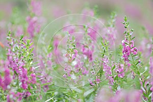 Selective focus Willowleaf angelon flower in the garden.Beautiful purple flower in the garden.