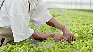 Selective focus on woman greenhouse farmer doing quality control checking for damaged plants