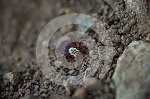 Selective focus of a wood tick, Dermacentor variabilis, crawling on the ground