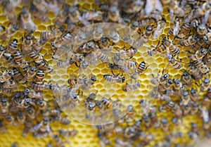 Selective focus of working bees on honey cells