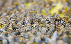 Selective focus of working bees on honey cells