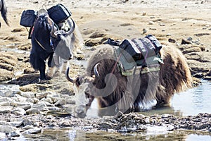 Yaks carrying loads and grazing in glacial pond  Everest base camp trek  Lobuche  Nepal photo
