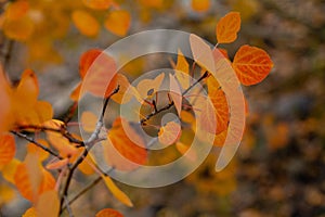 Selective focus of yellow aspen leaves against blurred background