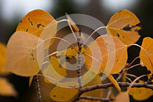 Selective focus of yellow aspen leaves against blurred background