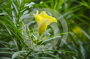 Selective focus on yellow CASCABELA THEVETIA flower with bugs and green leaves  in blur background in morning sunshine.