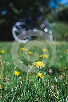 Selective focus of Yellow Crepis flowers of on a natural lawn with blur background